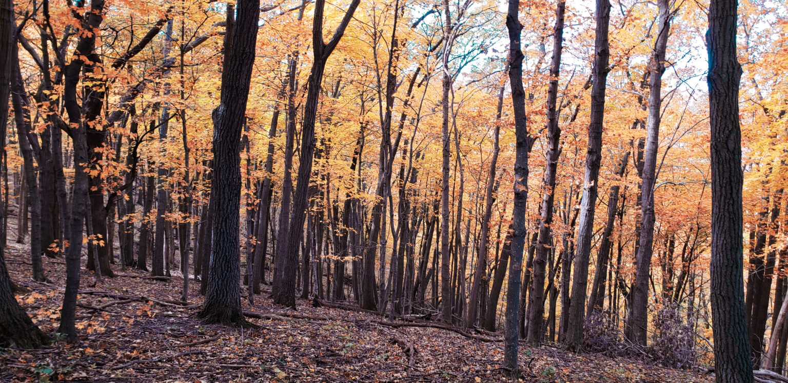Top Scenic Drives For Fall Colors In MN