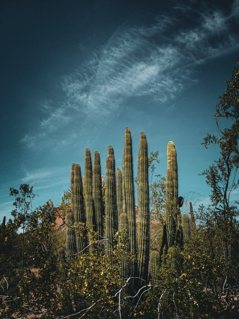Botanical Gardens in Phoenix, AZ.