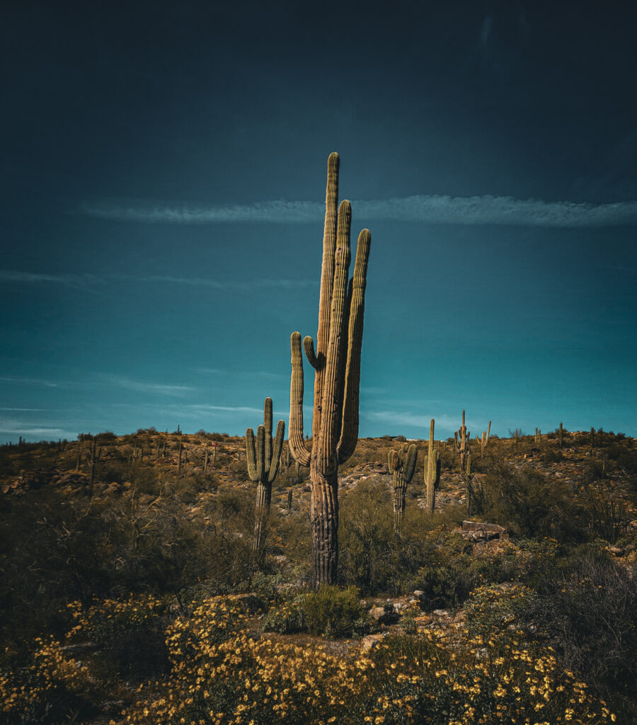 A cactus field near Dobbins Lookout in Phoenix, AZ.