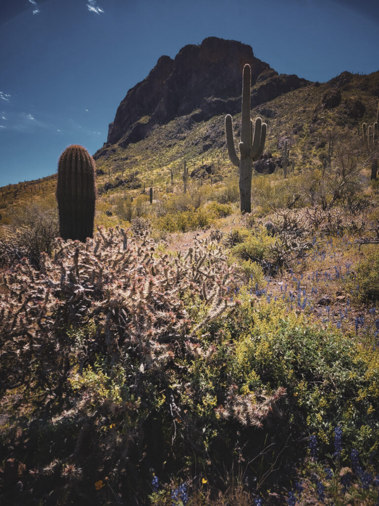 Cactus views.