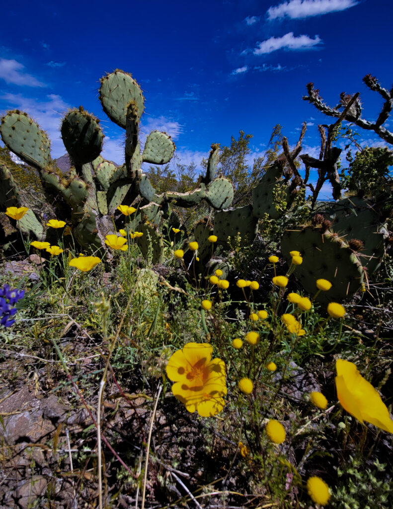 Desert wildflowers.