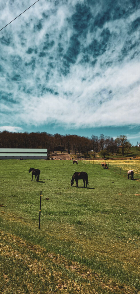 Beautiful horse farm at the entrance of Wild River State Park. 
