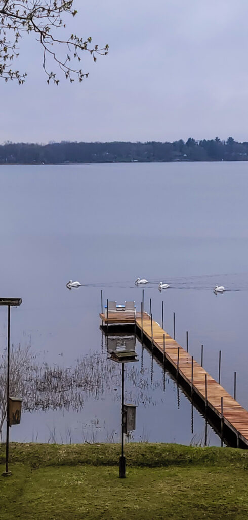 Pelicans by the dock on Goose Lake.