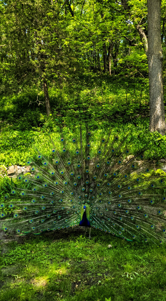 A friendly peacock roams free on the Schell Brewery grounds.