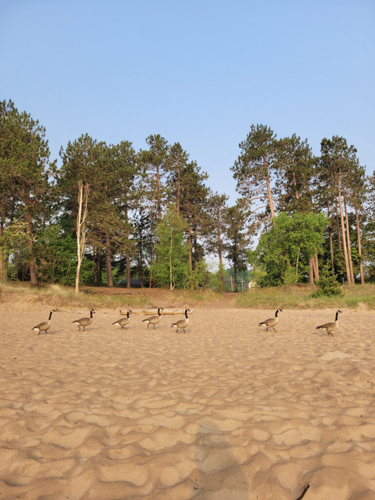 Canadian geese in Marquette