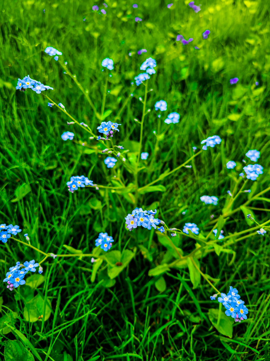 Spring In Mn Wildflowers in Minnesota