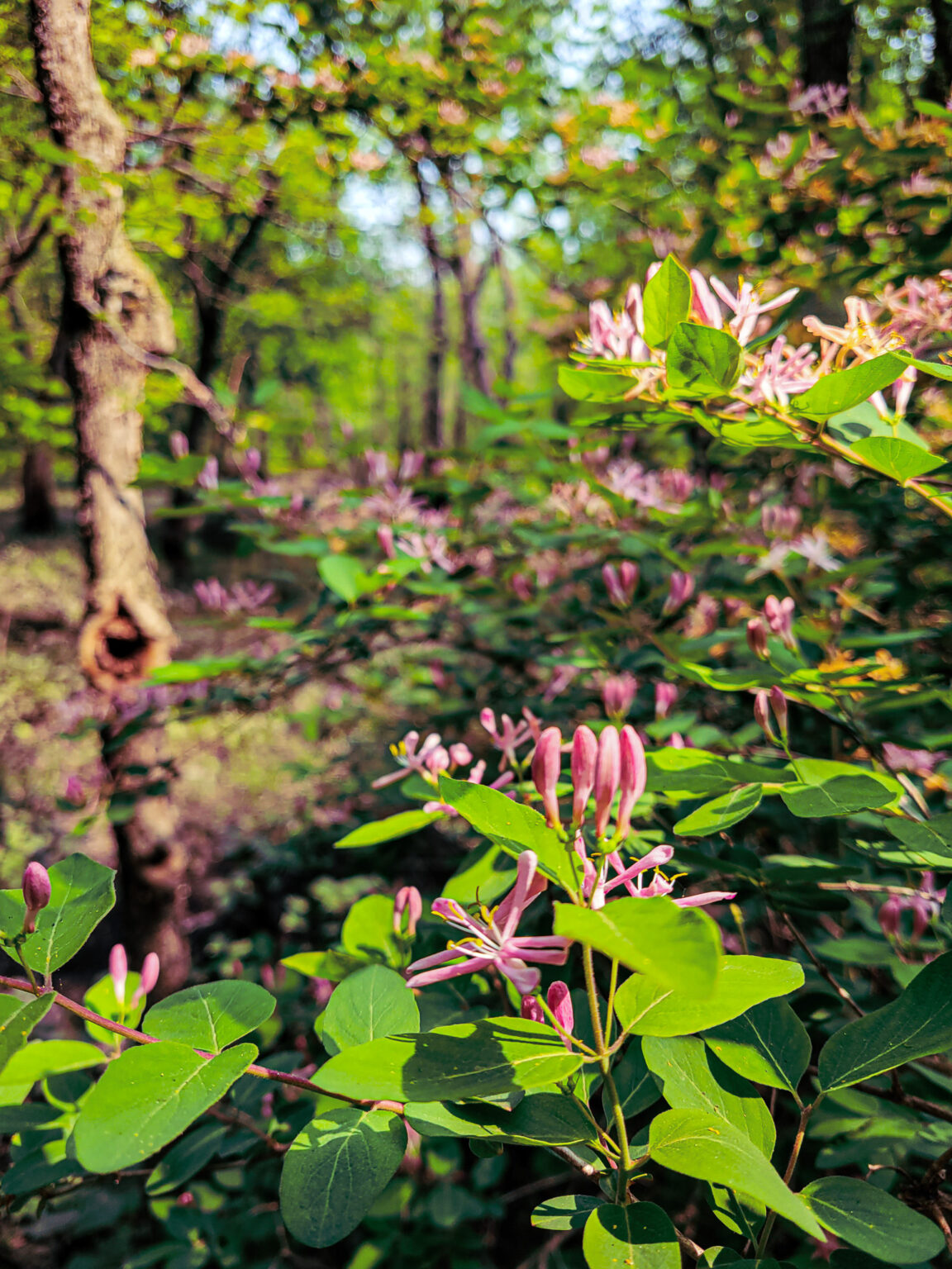 Spring In Mn Wildflowers in Minnesota