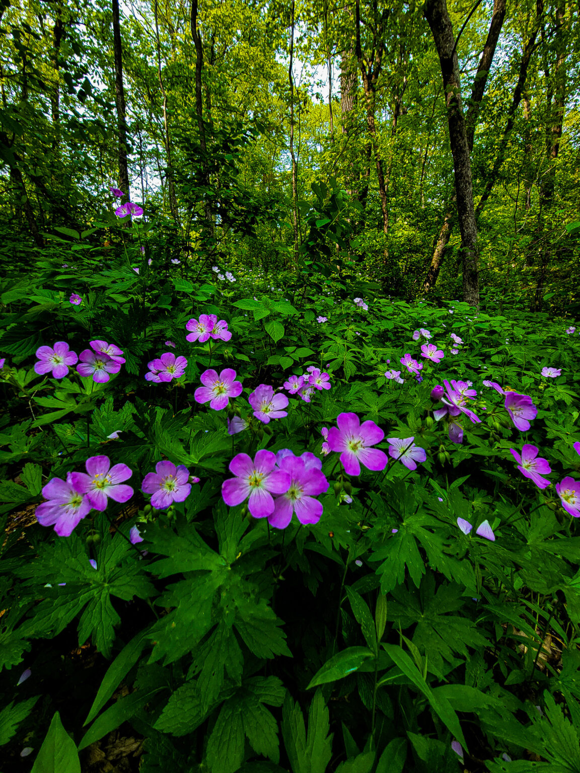 Spring In Mn Wildflowers in Minnesota